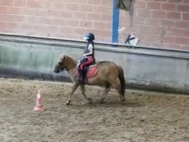 Début en équitation